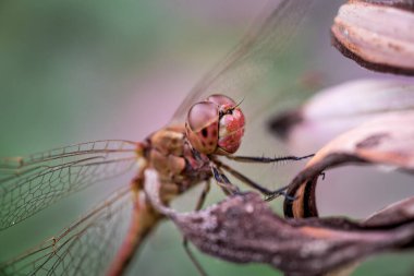 close up of a dragonfly on a tree clipart