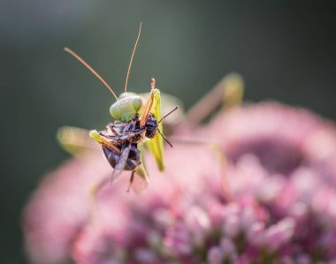 bir peygamber devesi yakın çekim