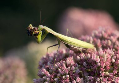 bir peygamber devesi yakın çekim