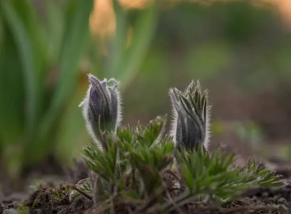 Pulsatilla 'nın tomurcuklarını yeni açan bir görüntüsü..
