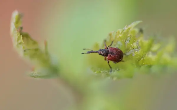 Doğadaki böceğin makro görüntüsü