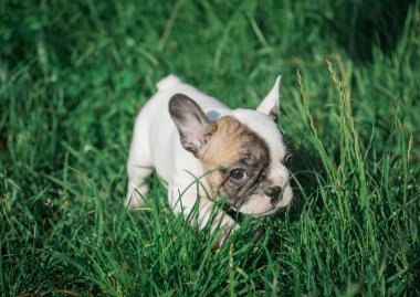 Bir Fransız Bulldog köpeği çimenlerde oturur..