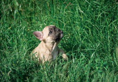 Bir Fransız Bulldog köpeği çimenlerde oturur..