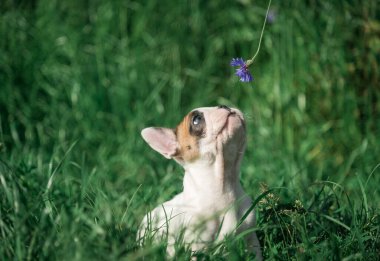 Bir Fransız Bulldog köpeği çimenlerde oturur..