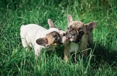 Bir Fransız Bulldog köpeği çimenlerde oturur..