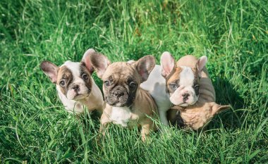 A French Bulldog puppy sits in the grass. clipart