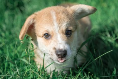 Bir Pembroke Corgi yavrusu çimenlerde oturur..