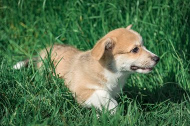 Bir Pembroke Corgi yavrusu çimenlerde oturur..