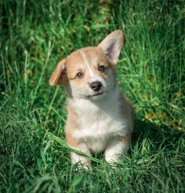 Bir Pembroke Corgi yavrusu çimenlerde oturur..