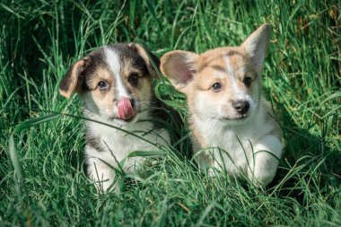 Bir Pembroke Corgi yavrusu çimenlerde oturur..