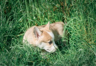 Bir Pembroke Corgi yavrusu çimenlerde oturur..