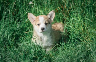 Bir Pembroke Corgi yavrusu çimenlerde oturur..