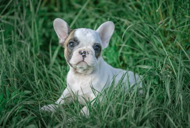 Bir Fransız Bulldog köpeği çimenlerde oturur..