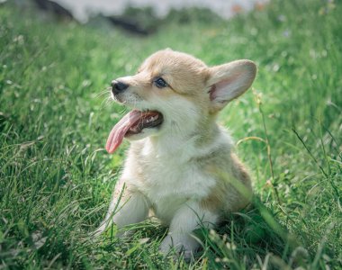 Bir Pembroke Corgi yavrusu çimenlerde oturur..