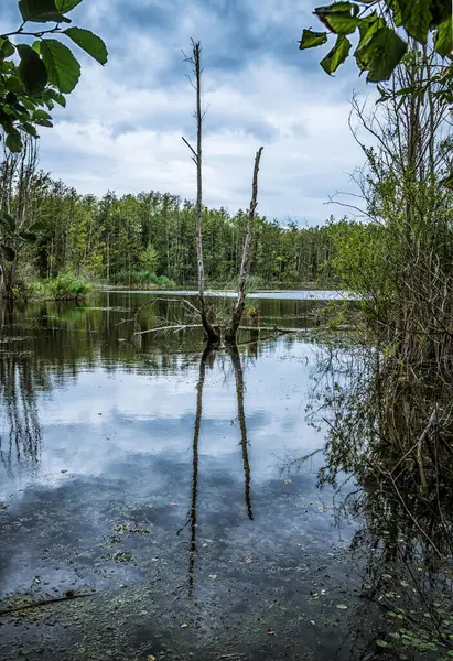 Gökyüzünün yansıması ve göldeki ağaçlar
