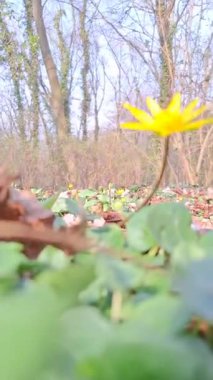 Ormanda sarı çiçek