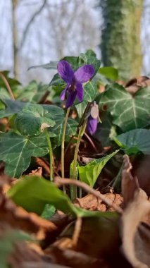 Menekşeler rüzgarda sallanıyor.