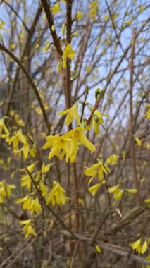 İlkbahar, parkta çiçek açar..