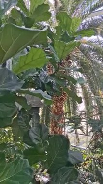 Bahçedeki tropikal bitki