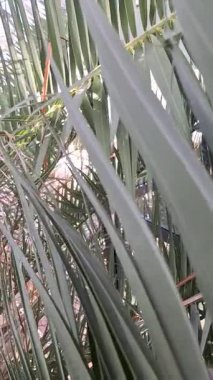 Bahçedeki tropikal bitki