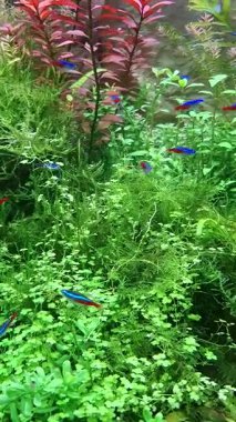 Akvaryumda çeşitli balıklar yüzüyor..