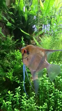 Akvaryumda çeşitli balıklar yüzüyor..