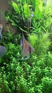 Akvaryumda çeşitli balıklar yüzüyor..