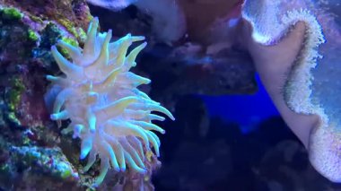 Akvaryumdaki mercan. Su altı dünyası. Güzel deniz. deniz arkaplanı.