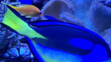 Akvaryumda çeşitli balıklar yüzüyor..