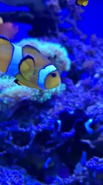 Akvaryumda çeşitli balıklar yüzüyor..