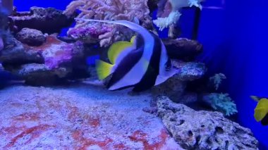 Akvaryumda çeşitli balıklar yüzüyor..