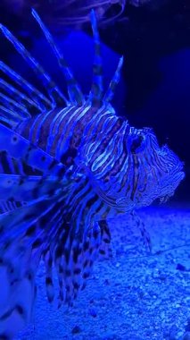 Akvaryumda çeşitli balıklar yüzüyor..