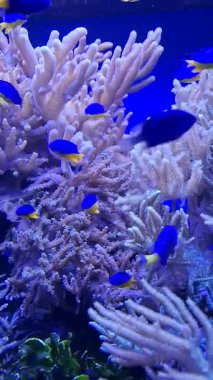 Akvaryumda çeşitli balıklar yüzüyor..