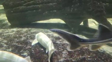 Akvaryumda çeşitli balıklar yüzüyor..