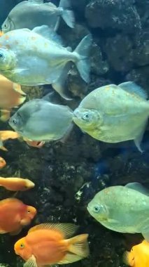 Akvaryumda çeşitli balıklar yüzüyor..