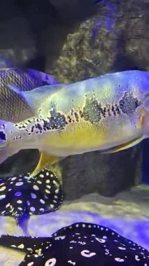 Akvaryumda çeşitli balıklar yüzüyor..