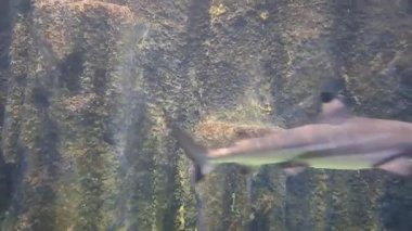 Akvaryumda çeşitli balıklar yüzüyor..