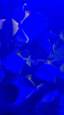 Various fish swim in the aquarium.