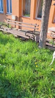 Çiçekleri ve ilginç bir sandalyesi olan güzel bir bahçe..