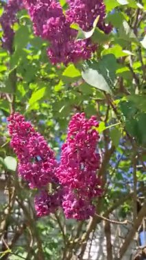 Bahçede çiçek açan leylak