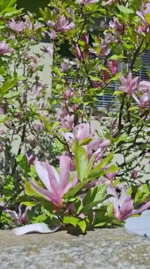 Bahçedeki güzel pembe manolya çiçekleri