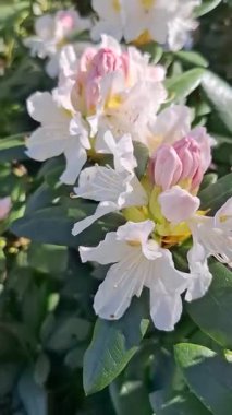 Bahçede sarı merkezli beyaz-pembe bir rhododendron çiçek açar..