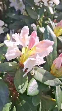 Bahçede sarı merkezli beyaz-pembe bir rhododendron çiçek açar..