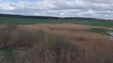 Kırsalda buğday tarlası