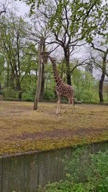 Parkta zürafa kahvaltısı.