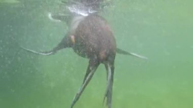 Bir fok havuzda zarifçe yüzer..