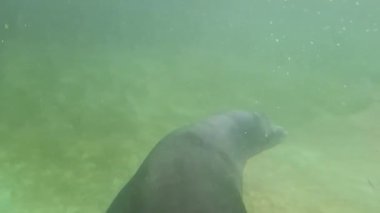 Bir fok havuzda zarifçe yüzer..