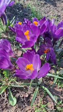 Bahçedeki mor çiçek.