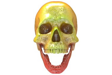 İzole edilmiş pembe turuncu boyalı kafatası beyaz arka planda. Çenesiyle. Ağzını aç. Cadılar Bayramı ve Ölü Bayram Sanatı.