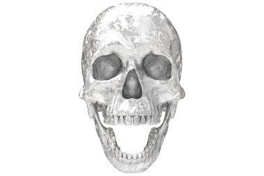 Beyaz arka planda izole edilmiş gri ve beyaz kafatası dolu kafatası. Çenesiyle. Ağzını aç. Cadılar Bayramı ve Ölülerin Günü.